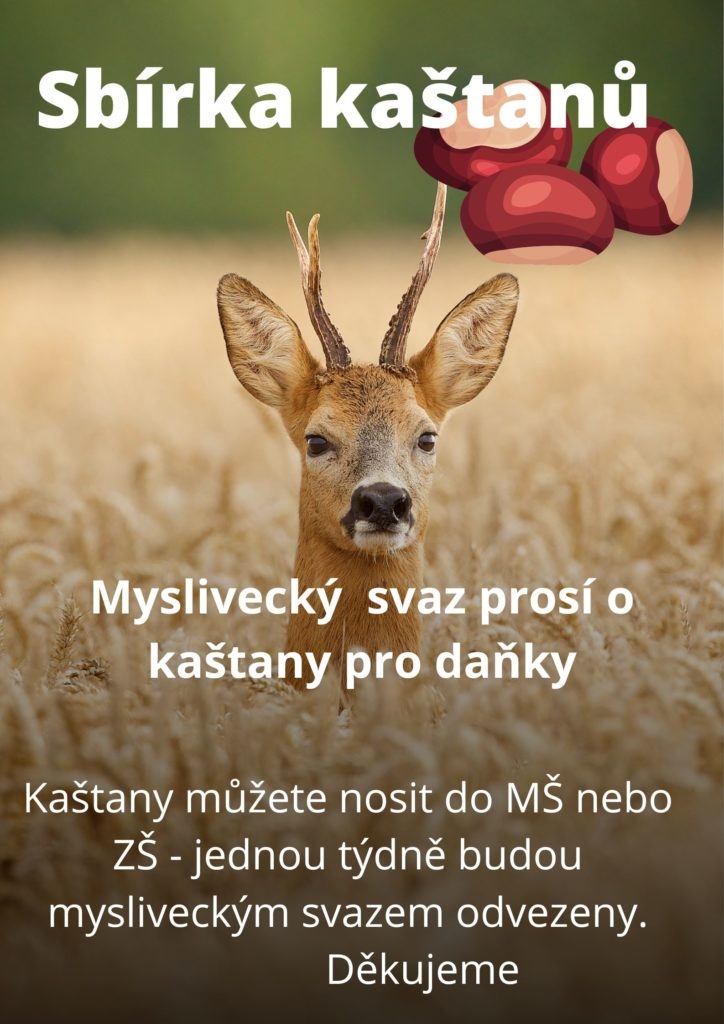 Sběr kaštanů