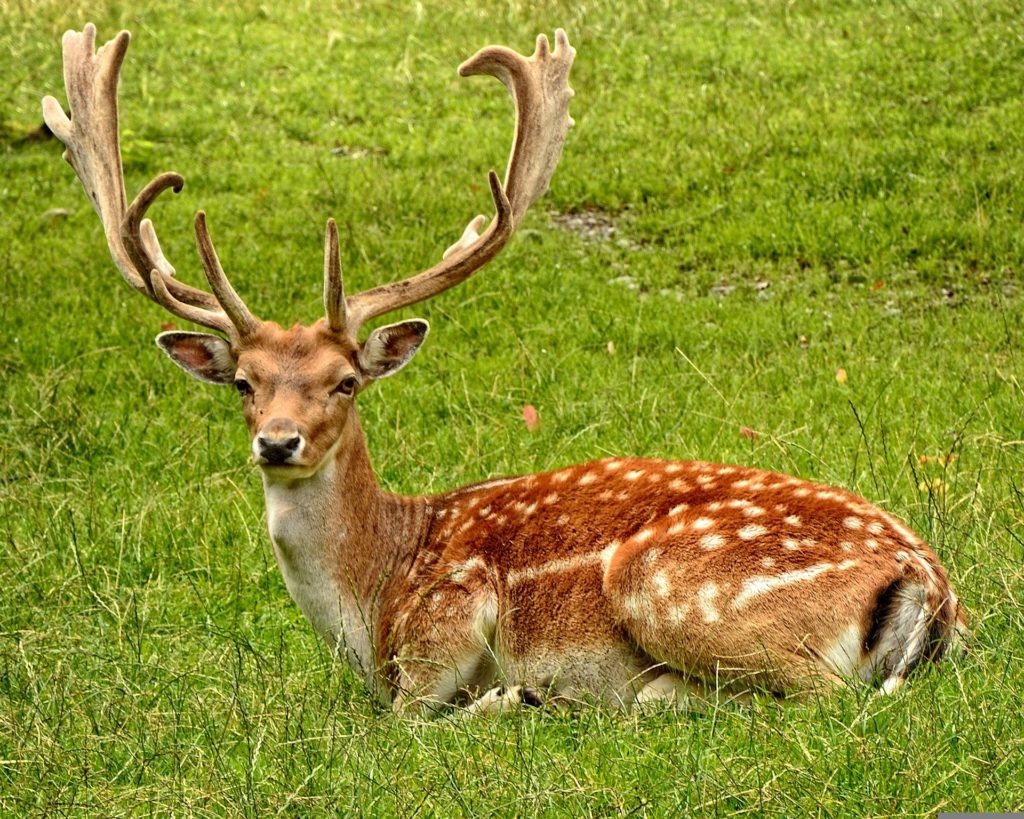 Sběr kaštanů pro zvířátka