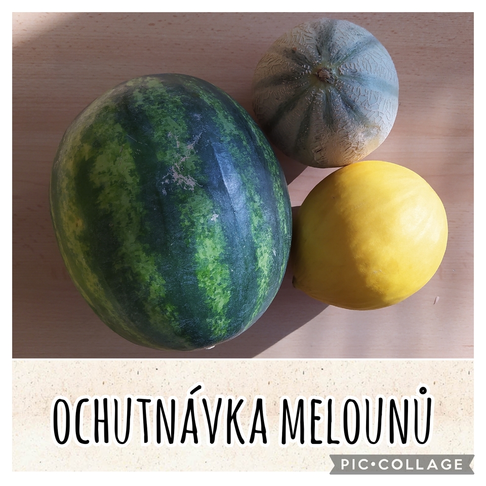 Ochutnávka melounů